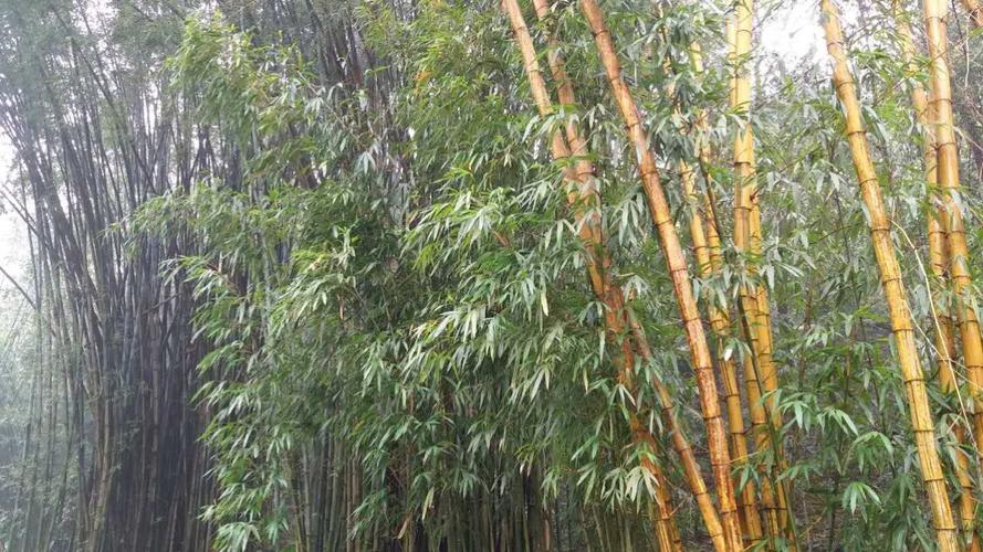 最新手动推广智能化配置您的 ERP 平台,个性化定制您的网络平台,韦雪和秦奋的儿子这么大了